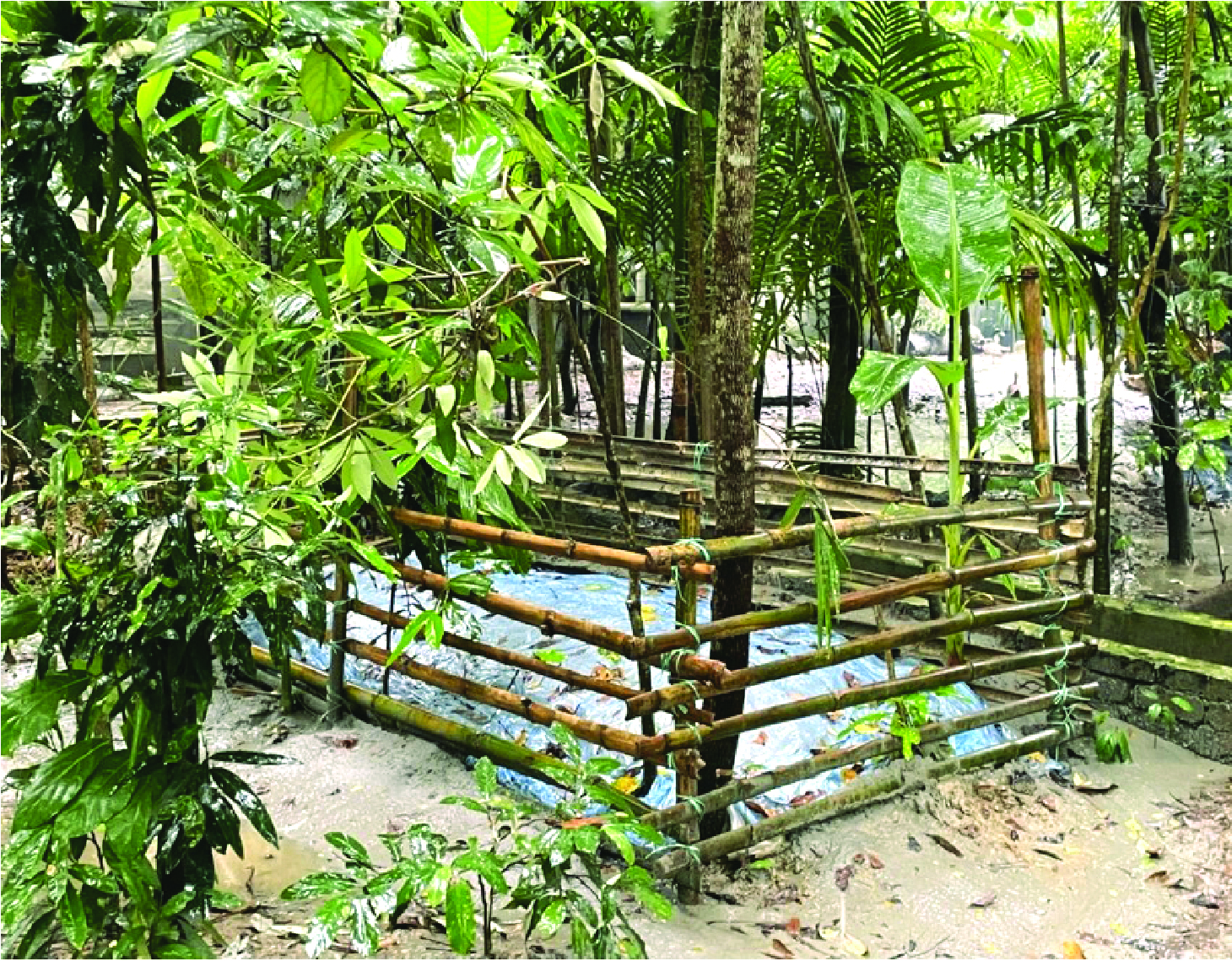 Image of মোহাম্মদ নুরু
